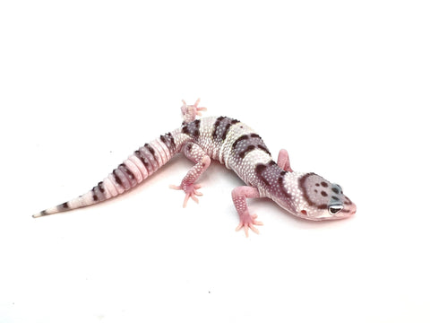 Baby Mack Snow Leopard Gecko