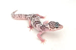 High White Snow Leopard Gecko