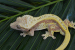 Tangerine Pinstripe Crested Gecko (Gravid?)