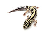Bandit Leopard Gecko Male