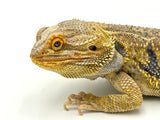 Hypo Bearded Dragon