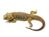 Hypo Bearded Dragon