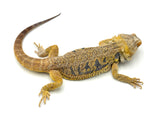 Hypo Bearded Dragon