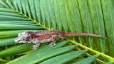 Red Striped Gargoyle Gecko
