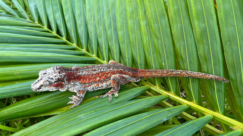 Red Striped Gargoyle Gecko