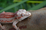 Red 6 Striped Gargoyle Gecko