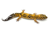 FireBold Leopard Gecko Male