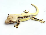 Extreme Harlequin Lilly White Crested Gecko
