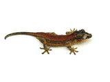 Red Super Striped Gargoyle Gecko "Carnage"