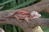 Red 6 Striped Gargoyle Gecko