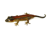 Red Super Striped Gargoyle Gecko "Carnage"