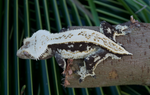 Dark and Cream Quadstripe Crested Gecko