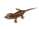 Phantom? Striped Gargoyle Gecko