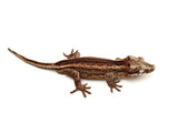 Phantom? Striped Gargoyle Gecko