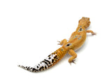 Tangerine Leopard Gecko Male