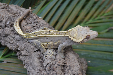 Super? Emptyback Quadstripe Dalmatian Crested Gecko