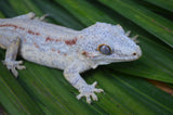 Orange Striped Adult Male Gargoyle Gecko