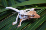 Extreme Harlequin Pinstripe Lilly White Crested Gecko