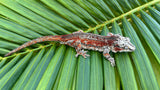 Red Striped Gargoyle Gecko