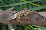 Yellow Striped Gargoyle Gecko "Skunk"