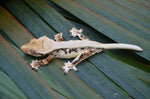 Lilly White Pinstripe Crested Gecko