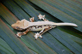 Lilly White Pinstripe Crested Gecko