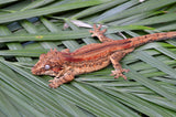 Orange Striped Gargoyle Gecko