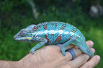 Panther Chameleon