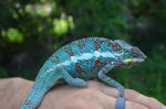 Panther Chameleon