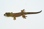 Pine Island Mossy Prehensile Tail Gecko