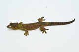 Pine Island Mossy Prehensile Tail Gecko