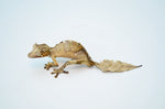 Satanic Leaf Tail Gecko Pair
