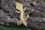 Perfect Tricolor Harlequin Crested Gecko