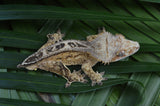 Yellow Phantom het Superstripe w/ Margins Crested Gecko