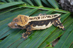 Dark Whitewall Emptyback Pinstripe Crested Gecko (MASSIVE)