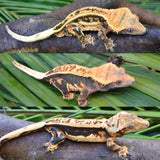 Tangerine Quadstripe Crested Gecko (Matrix offspring)