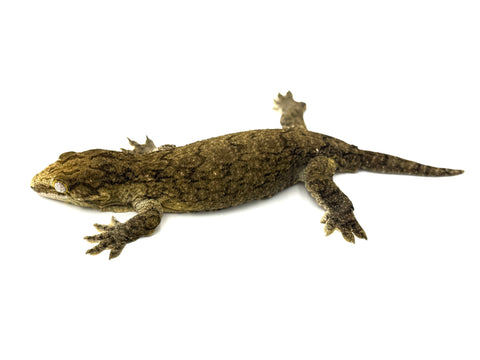 GTA Melanistic Giant Gecko