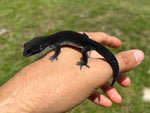 Black Night Leopard Gecko