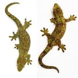 Baby Pine Island Chahoua Special