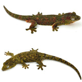 Pine Island Mossy Prehensile Tailed Gecko (High Color)
