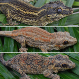 Phantom? Striped Gargoyle Gecko