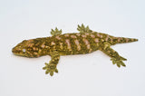 High Color Moro Giant Gecko