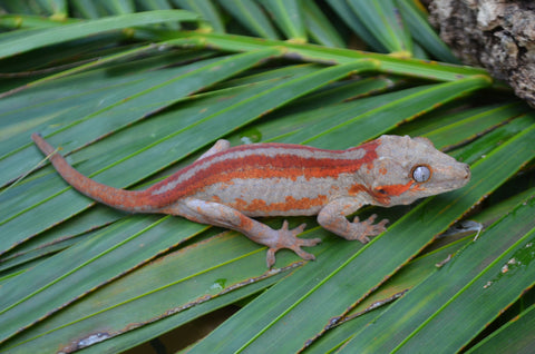 Red Striped Gargoyle Gecko (DEADPOOL offspring) ***