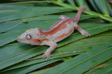 Red Striped Gargoyle Gecko (DEADPOOL offspring) ***