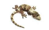 White Collar Pine Island Mossy Prehensile Tail Gecko