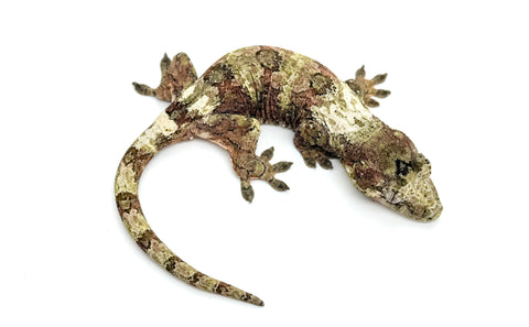 White Collar Pine Island Mossy Prehensile Tail Gecko
