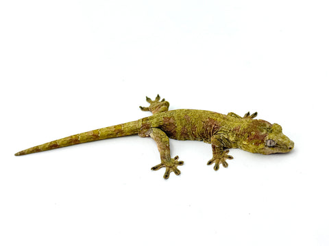 Pine Island Mossy Prehensile Tailed Gecko