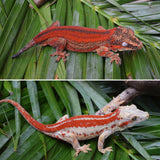 Red Striped Gargoyle Gecko (Eyebrows) Mr.Perfect HOLDBACK