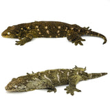 Adult Pair of Mt.Khogis Giant Geckos