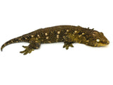 Adult Pair of Mt.Khogis Giant Geckos